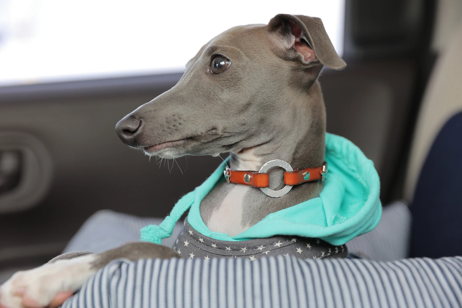 Subaru Crosstrek Dog Car Seat for Italian Greyhounds